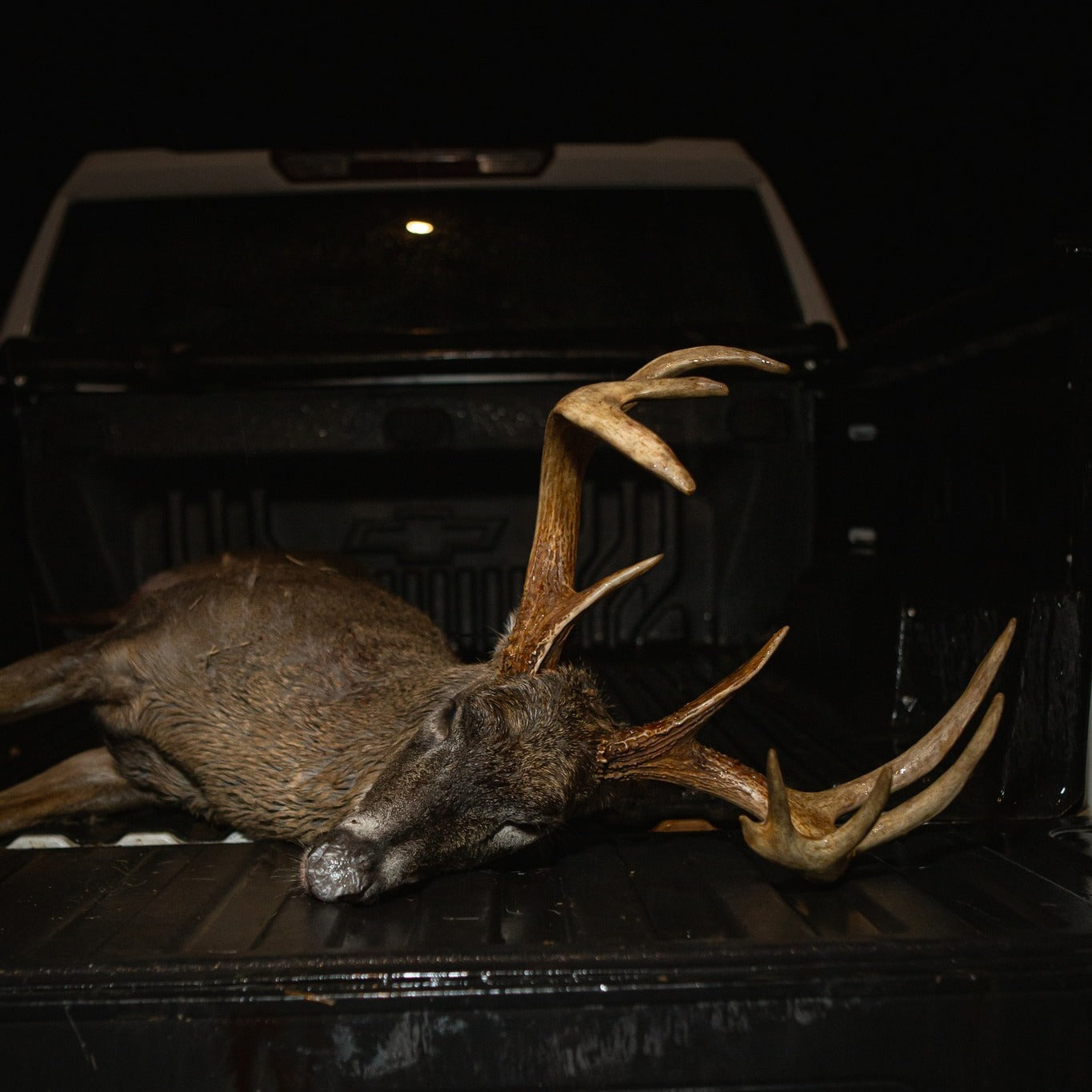Moultrie